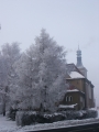 Baum bei der Pfarrkirche 2007